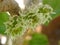 The flower mulberry tree, appear in scaly clusters, female flowers ripening quickly into blackberry-shaped edible fruits.