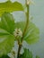 The flower mulberry tree, appear in scaly clusters, female flowers ripening quickly into blackberry-shaped edible fruits.