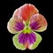 Flower multicolor viola isolated on black background. Close-up.