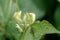 Flower of a mung bean, Vigna radiata