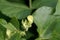 Flower of a mung bean, Vigna radiata