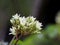 Flower of Murraya koenigii or curry tree