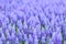 Flower, muscari botryoides