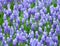 Flower, muscari botryoides