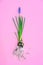 Flower muscari bulbs roots on pink background