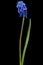 Flower of muscari, isolated on black background