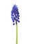 Flower of Muscari isolated on white background. Grape Hyacinth