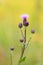 Flower musk thistle, Carduus nutans