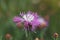 Flower musk thistle, Carduus nutans