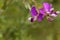 Flower of a myrtle leaf milkwort bush