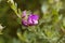 Flower of a myrtle leaf milkwort bush