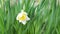 Flower narcissus in green grass