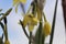 Flower of a Narcissus triandrus