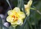 Flower Narcissus Tricollet.