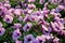 Flower natural background with pink petunias