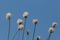 Flower of natural cotton grass Eriophorum