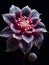 Flower nature blossom dahlia