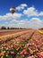 Flower near Gaza Strip