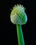 Flower of the Negi Plant Japanese Bunching Onion on Black Background