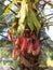 Flower Nepenthes, predatory plant