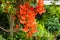 Flower of New Guinea creeper, Red Lade Vine in the garden