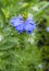 Flower Nigella. caraway. Black caraways Nigella sativa in the