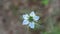 A flower Nigella damson, photos taken with a super macro lens