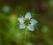 A flower Nigella damson, photos taken with a super macro lens