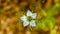 A flower Nigella damson, photos taken with a super macro lens