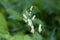 Flower of a Northern Wolfs Bane, Aconitum lycoctonum