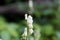 Flower of a Northern Wolfs Bane, Aconitum lycoctonum