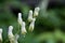 Flower of a Northern Wolfs Bane, Aconitum lycoctonum