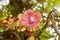 Flower o Cannonball tree blooming