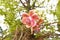 Flower o Cannonball tree blooming