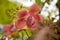 Flower o Cannonball tree blooming