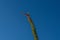 The flower of an ocotillo against the blue sky