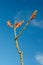 Flower of the ocotillo plant, Fouquieria splendens, in the Chihuahuan Desert of Big Bend National Park