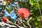 A flower of the Ohia Lehua