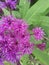 Flower ohio summer southern purple