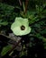 Flower of Okra