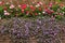 Flower on old laterite stone fence