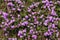 Flower on old laterite stone fence