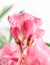 The flower oleander blossoming closeup