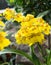 Flower Oncidium yellow