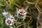 Flower of a one flower fleabane Erigeron uniflorus