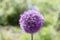 Flower, onion round-headed purple. One flower closeup grows in a field