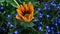 The flower opens in the morning. Gazania flower blooming timelapse. The Stunning Gazania linearis Flowers