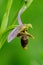 Flower Ophrys holoserica in the wild close up in spring afternoon in a forest glade