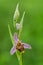 Flower Ophrys holoserica in the wild close up in spring afternoon in a forest glade