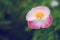 Flower Opium Poppy pink